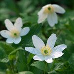 Anemonoides nemorosa Flower