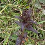 Gentianella germanica Hoja