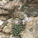 Erodium cheilanthifolium Hábito