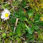 Bellis perennis عادت داشتن