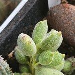 Cotyledon tomentosaLeht