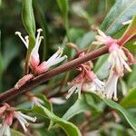 Sarcococca orientalis Květ