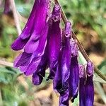 Vicia eriocarpa Blodyn