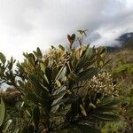 Alstonia legouixiae Hábito