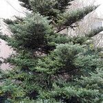 Abies koreana Облик