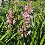 Watsonia borbonica Blatt