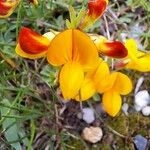 Lotus corniculatus Blüte