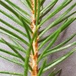 Picea laxa Folha