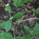 Spermacoce remota Flower