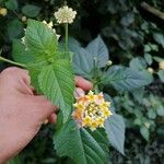 Lantana camara花