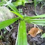 Hypoxis decumbens Leaf