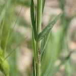 Linum bienne Blatt