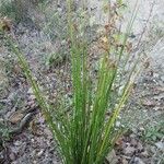 Juncus effusus Hábitos