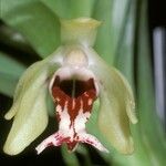 Vanda cristata Flower