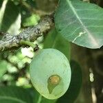 Garcinia livingstonei Fruchs