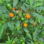 Solanum pseudocapsicum Φρούτο