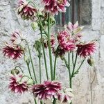 Dahlia × cultorum Blüte