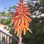 Aloe arborescensЦвят