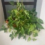 Epipremnum aureum Hoja