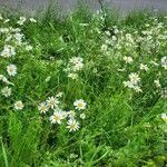 Leucanthemum vulgare Hábito