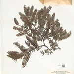 Macrolobium longipedicellatum Hoja