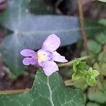 Cymbalaria muralis Cvet