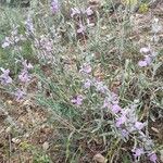 Stachys creticaFlower