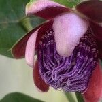 Passiflora ligularis Flor