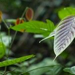 Spatholobus multiflorus Hoja