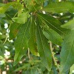 Myrica cerifera Levél