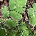 Adiantum raddianum Fruit