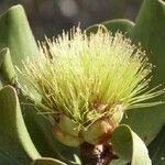 Melaleuca dawsonii Frucht