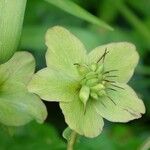 Helleborus viridis Floare