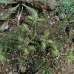 Caucalis platycarpos Mbuma