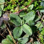 Draba nemorosa Blatt