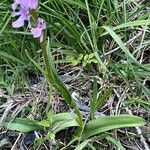 Dactylorhiza elata Blad