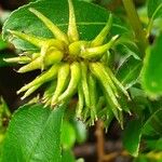 Salix breviserrata Fula