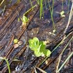 Hypericum elodes Blad