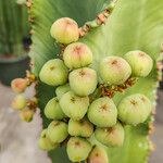 Euphorbia candelabrum Fruit