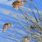 Hydrangea arborescens Pokrój