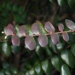 Phyllanthus mangenotii