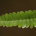 Pseudopiptadenia psilostachya Yaprak