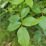 Rosa sempervirens Leaf