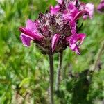 Pedicularis cenisia Flower