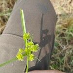 Cyperus eragrostisBlüte