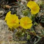 Helianthemum syriacum Flor