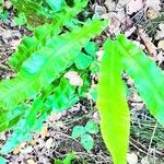 Asplenium scolopendriumList