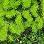 Abies balsamea 叶