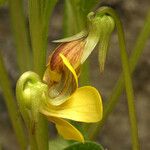 Viola bakeri Flor