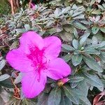 Rhododendron simsii Fiore